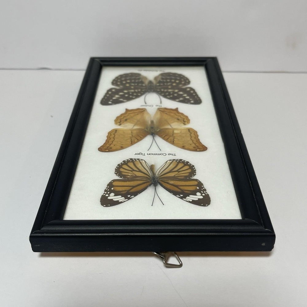 REAL LIFE: Framed Butterflies Specimens Common Tiger Cruiser Archduke 8" Vintage - Picture 9 of 12